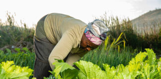 About US$1 million, provided through the India-UN Development Partnership Fund, is expected to assist more than 5 200 smallholder farmers in Chiredzi and Mangwe districts