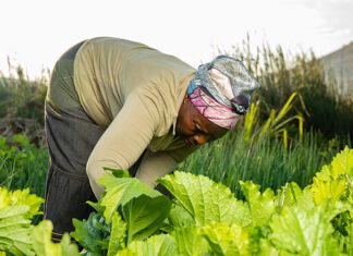 About US$1 million, provided through the India-UN Development Partnership Fund, is expected to assist more than 5 200 smallholder farmers in Chiredzi and Mangwe districts