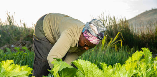 India extends US$1 million for Climate Resilient Agriculture in Zimbabwe About US$1 million, provided through the India-UN Development Partnership Fund, is expected to assist more than 5 200 smallholder farmers in Chiredzi and Mangwe districts