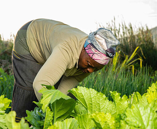 About US$1 million, provided through the India-UN Development Partnership Fund, is expected to assist more than 5 200 smallholder farmers in Chiredzi and Mangwe districts