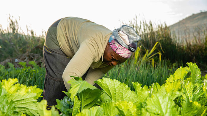 About US$1 million, provided through the India-UN Development Partnership Fund, is expected to assist more than 5 200 smallholder farmers in Chiredzi and Mangwe districts