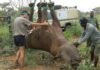 Airlifting rhinoceros by their feet, according to the WWF, saves time and is thought to be kinder to the animals