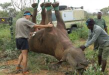 Airlifting rhinoceros by their feet, according to the WWF, saves time and is thought to be kinder to the animals