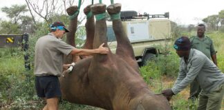 Airlifting rhinoceros by their feet, according to the WWF, saves time and is thought to be kinder to the animals