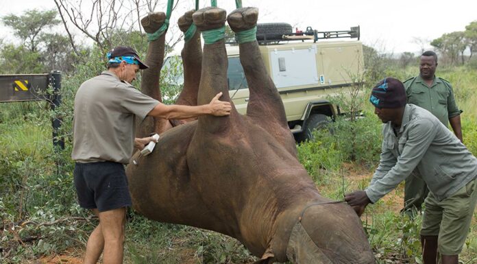 Airlifting rhinoceros by their feet, according to the WWF, saves time and is thought to be kinder to the animals