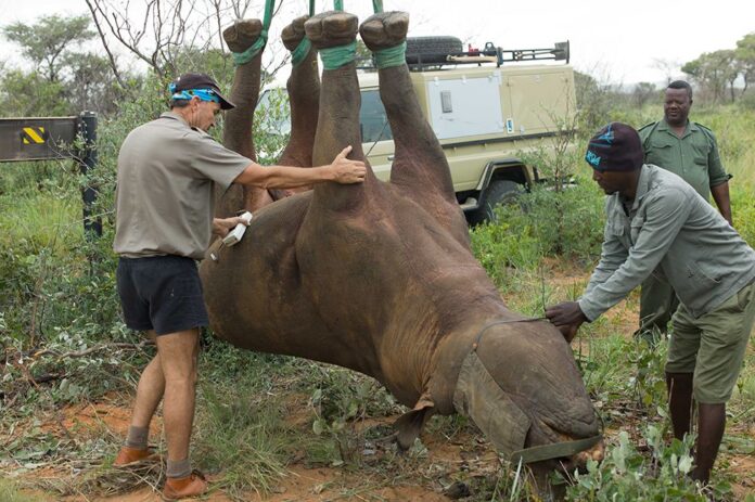 Airlifting rhinoceros by their feet, according to the WWF, saves time and is thought to be kinder to the animals