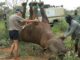 Airlifting rhinoceros by their feet, according to the WWF, saves time and is thought to be kinder to the animals