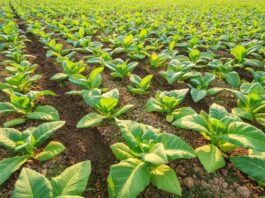 No love lost between farmers and tobacco contractors Tobacco