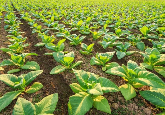Tobacco Tobacco