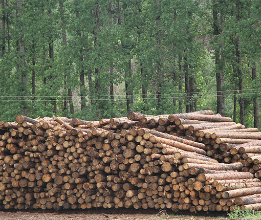 Border Timbers plunges into Q1 Loss on volumes dip