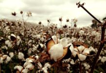 cotton