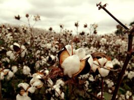 Cottco expects 27% reduced cotton intake to 85 000t cotton
