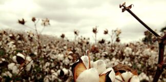 cotton