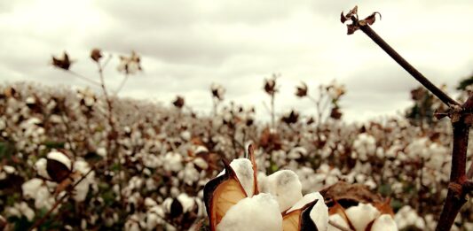 Treasury to release $500M weekly to pay cotton farmers cotton