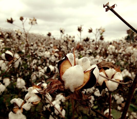 cotton