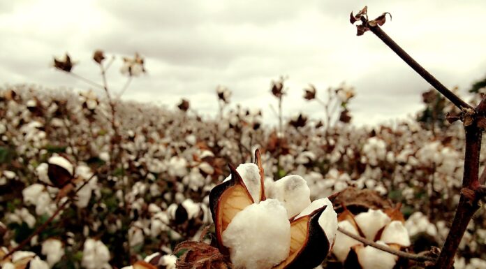 cotton