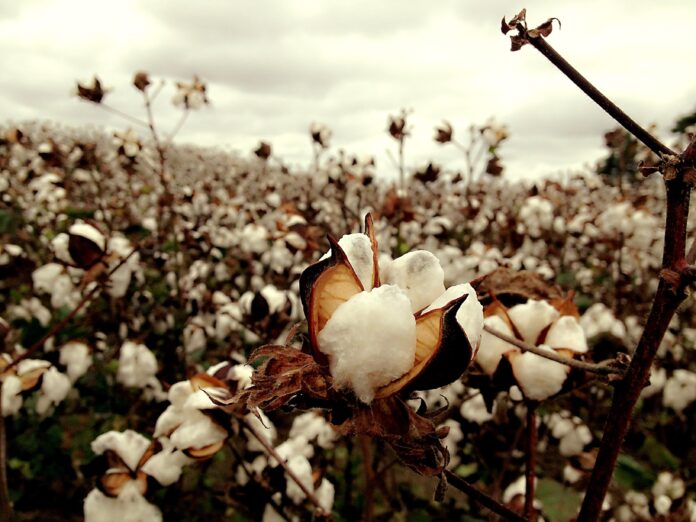 cotton