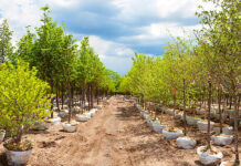 Mtshingwe Nursery project