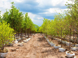 Mtshingwe Nursery project