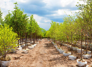 Mtshingwe Nursery project