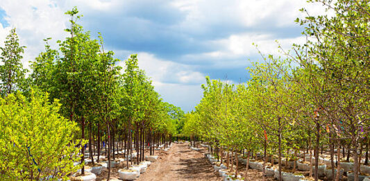 Mtshingwe Nursery project