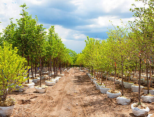 Mtshingwe Nursery project