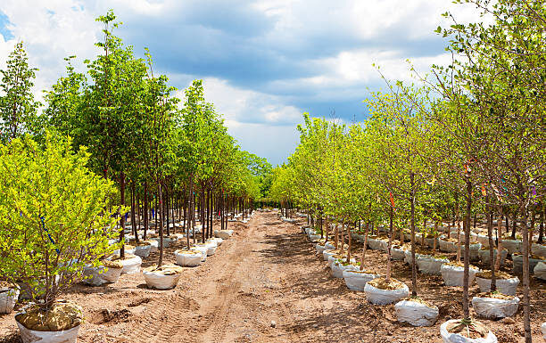 Mtshingwe Nursery project