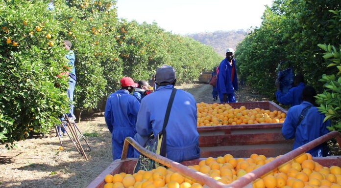 citrus