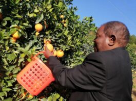 Citrus image 1024x768 1