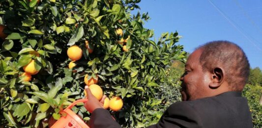 Citrus image 1024x768 1