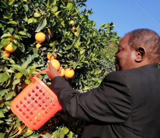 Citrus image 1024x768 1