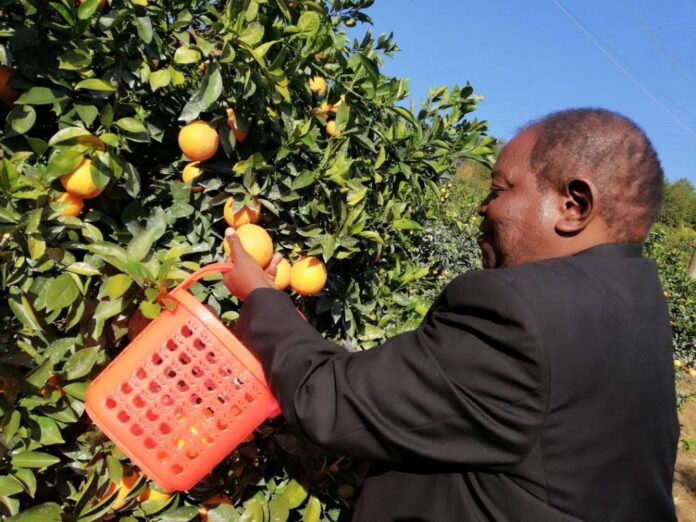 Citrus image 1024x768 1