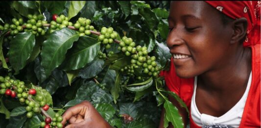 IFC and Nespresso partner to support coffee farmers in Zimbabwe, Uganda