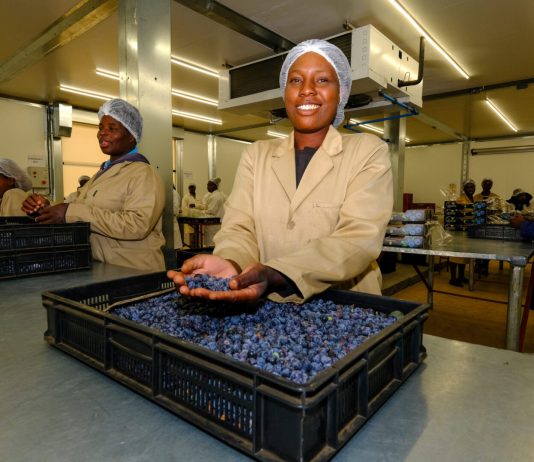 Zim eyes new blueberry markets as it targets 45% rise in exports