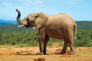 African savanna elephant African savanna elephant